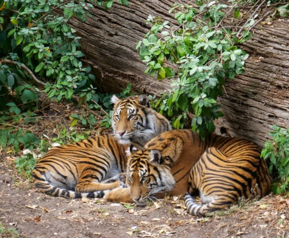 berlinzoo20